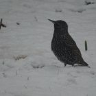 Un bel oiseau dans la neige