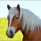 Un Bellissimo Cavallo del Monte Bisbino