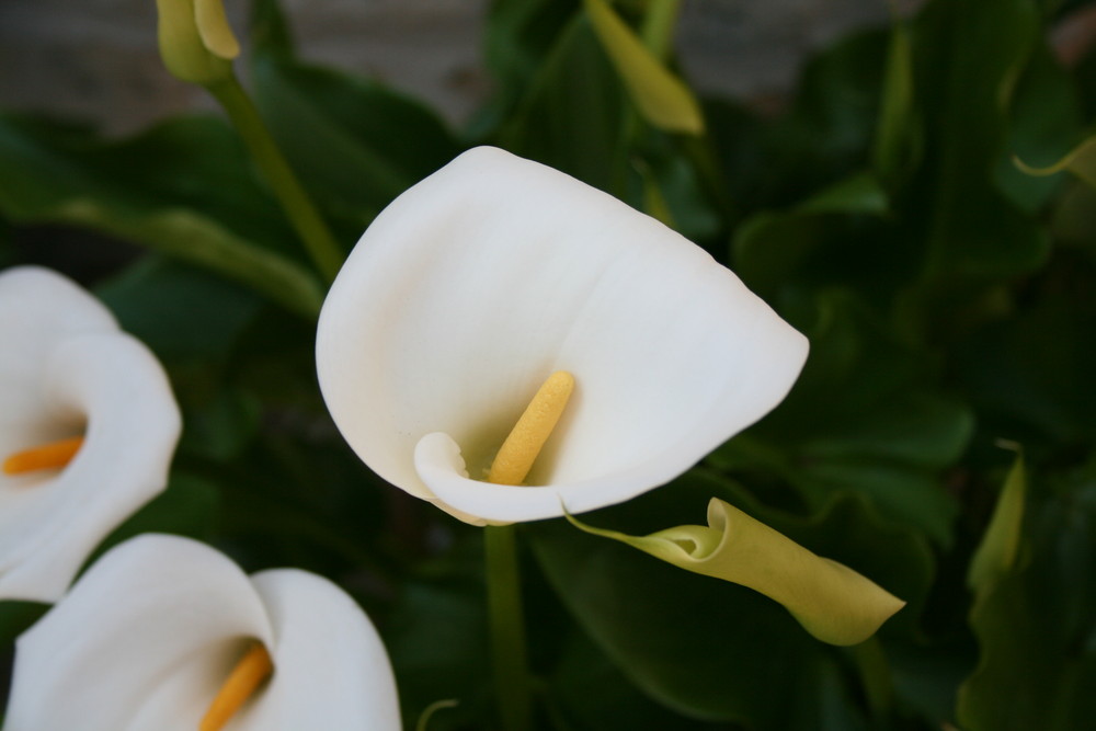 un bellissimo fiore