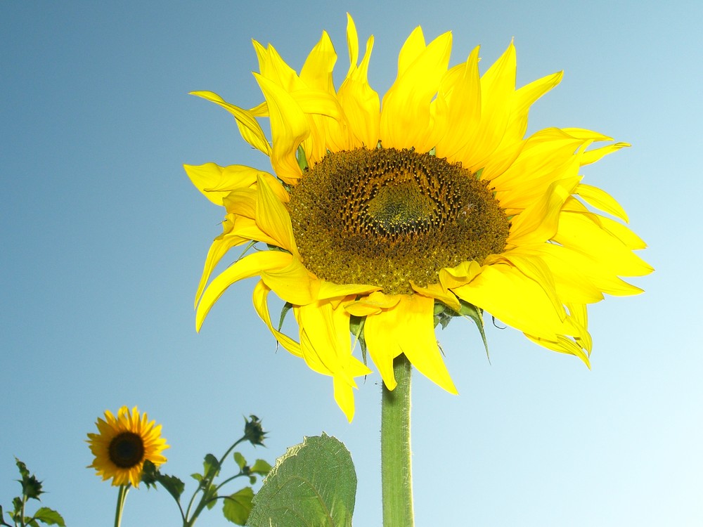 un bellissimo girasole