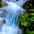 Un bene della natura, non buttiamolo !