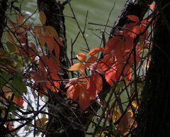 Un berceau de feuilles