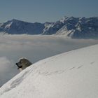 un berger de podhale perdu dans les alpes...