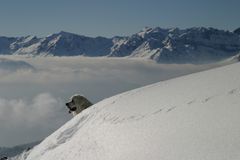 un berger de podhale perdu dans les alpes...