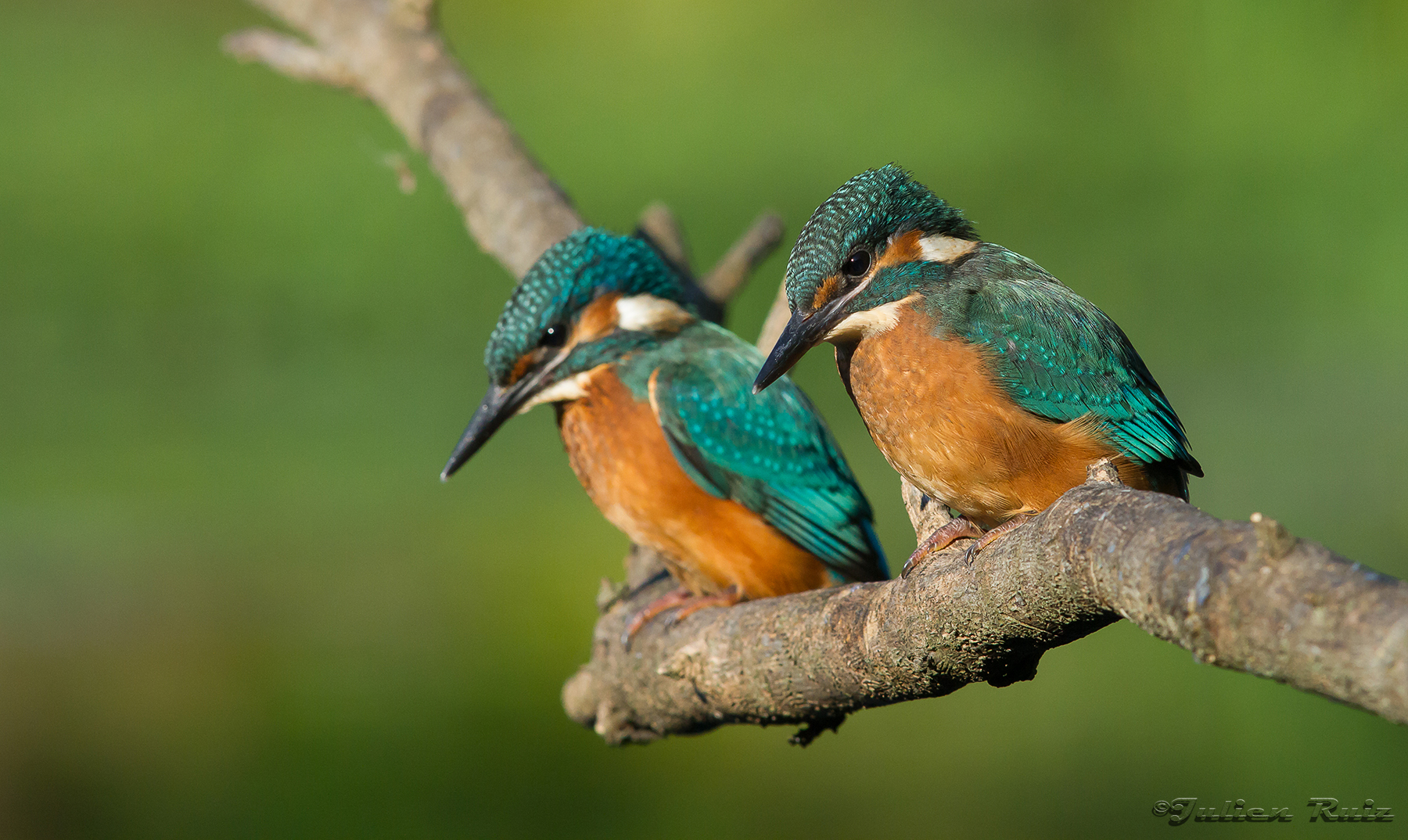 Un bien beau duo