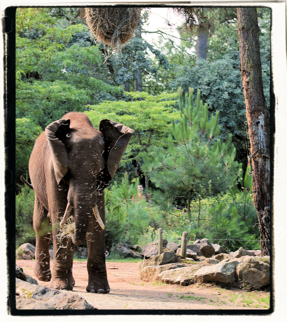 un bien brave éléphant