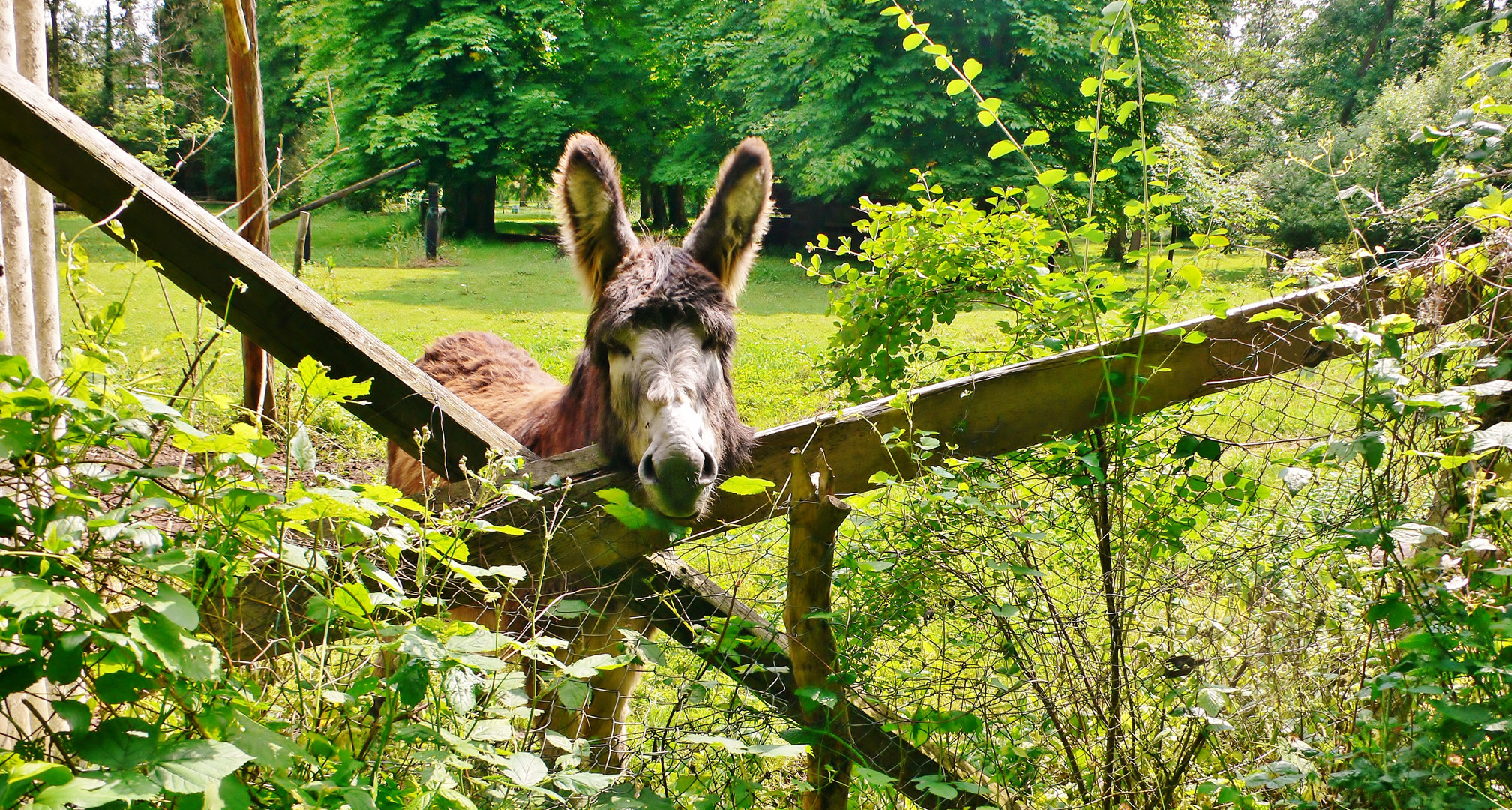 un bonheur dans le pré......vert !!!