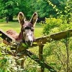 un bonheur dans le pré......vert !!!