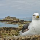 Un bonjour de Saint Malo