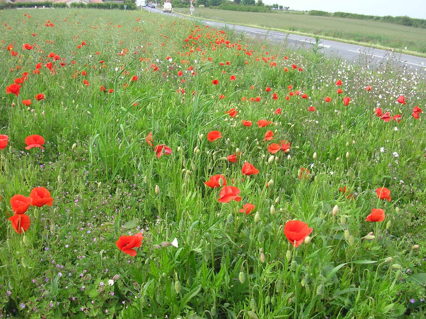 Un bord de route sympa!!!!!!!