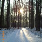 Un bosque alemán