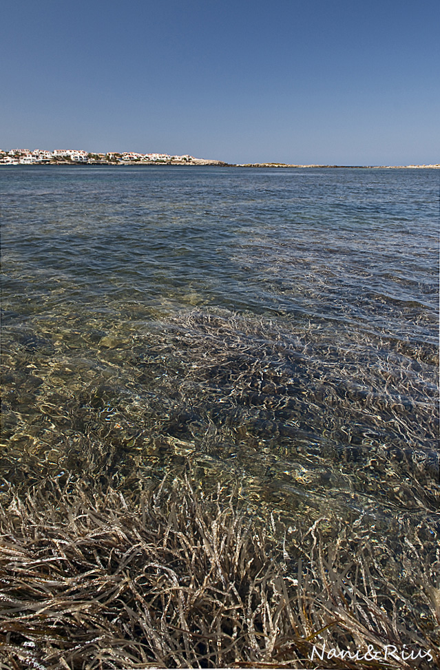 Un bosque en el mar.