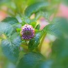 UN BOTÓN DE DALIA CON UNA GOTA DE LLUVIA