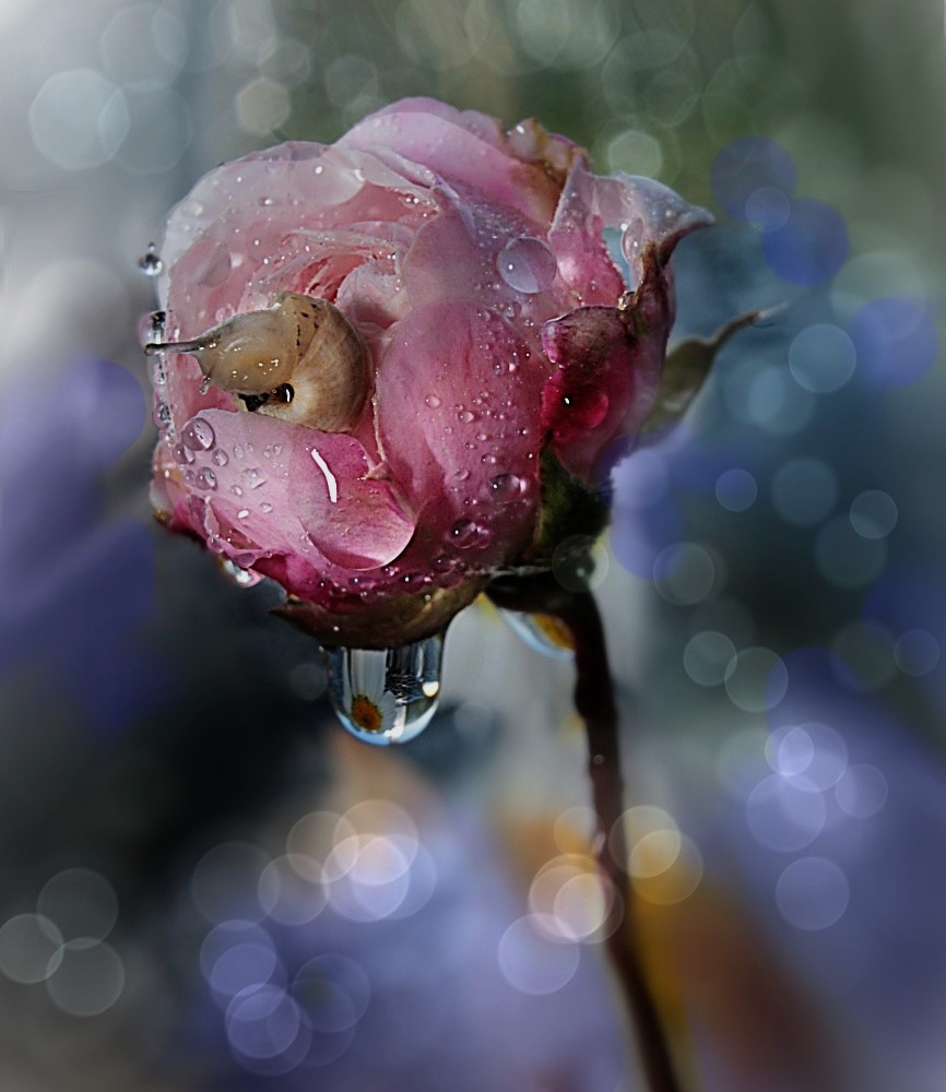 Un  botón floral de una rosa... con un pequeño caracol