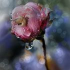 Un  botón floral de una rosa... con un pequeño caracol