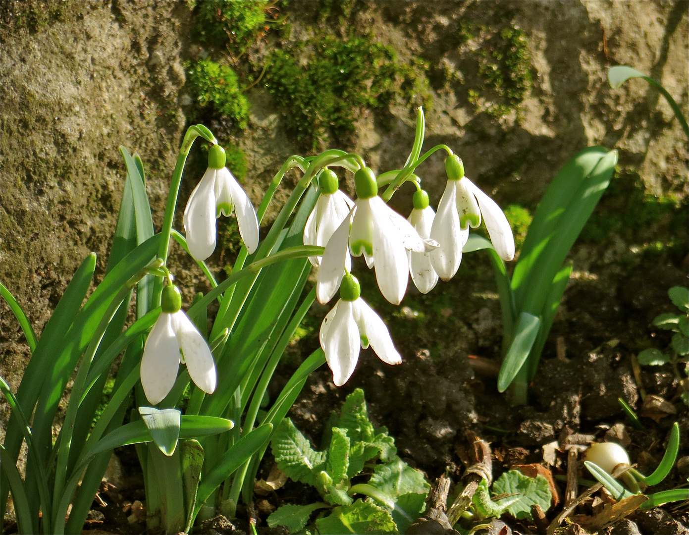 ...un bouffée de printemps !!!...