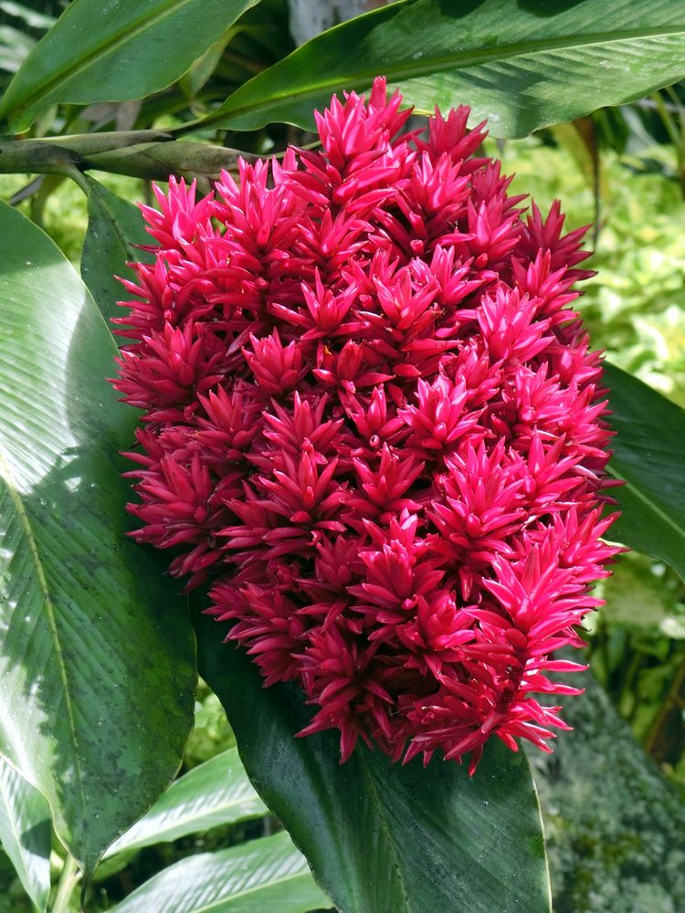 un bouquet d'alpinias pour vous en cette veille de Noël