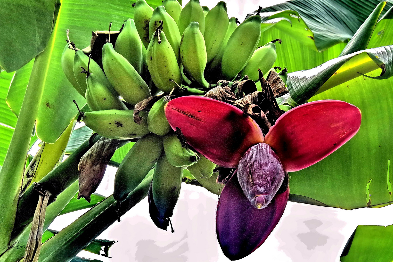 un bouquet de bananes