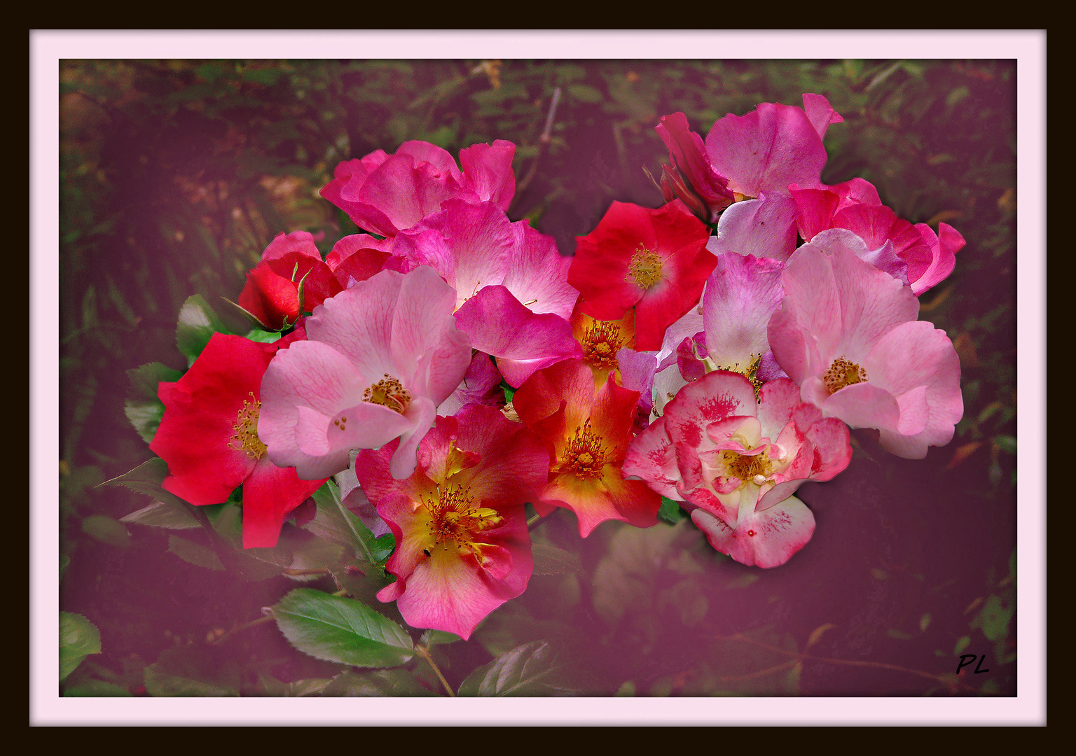 Un bouquet de roses