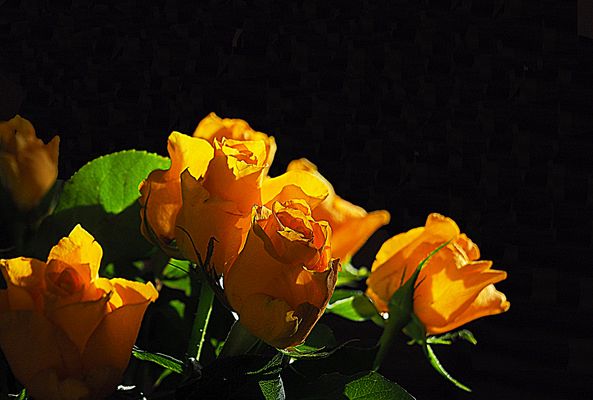 Un bouquet de roses tout simplement…