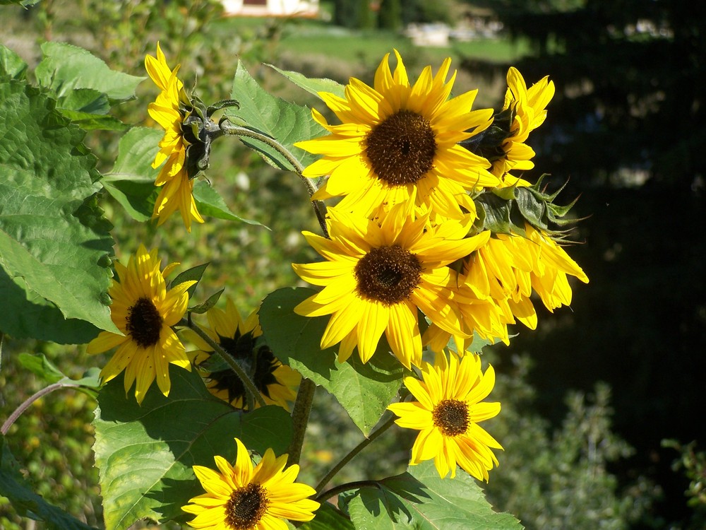 Un bouquet de soleils