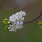 Un bouquet pour des cerises .....