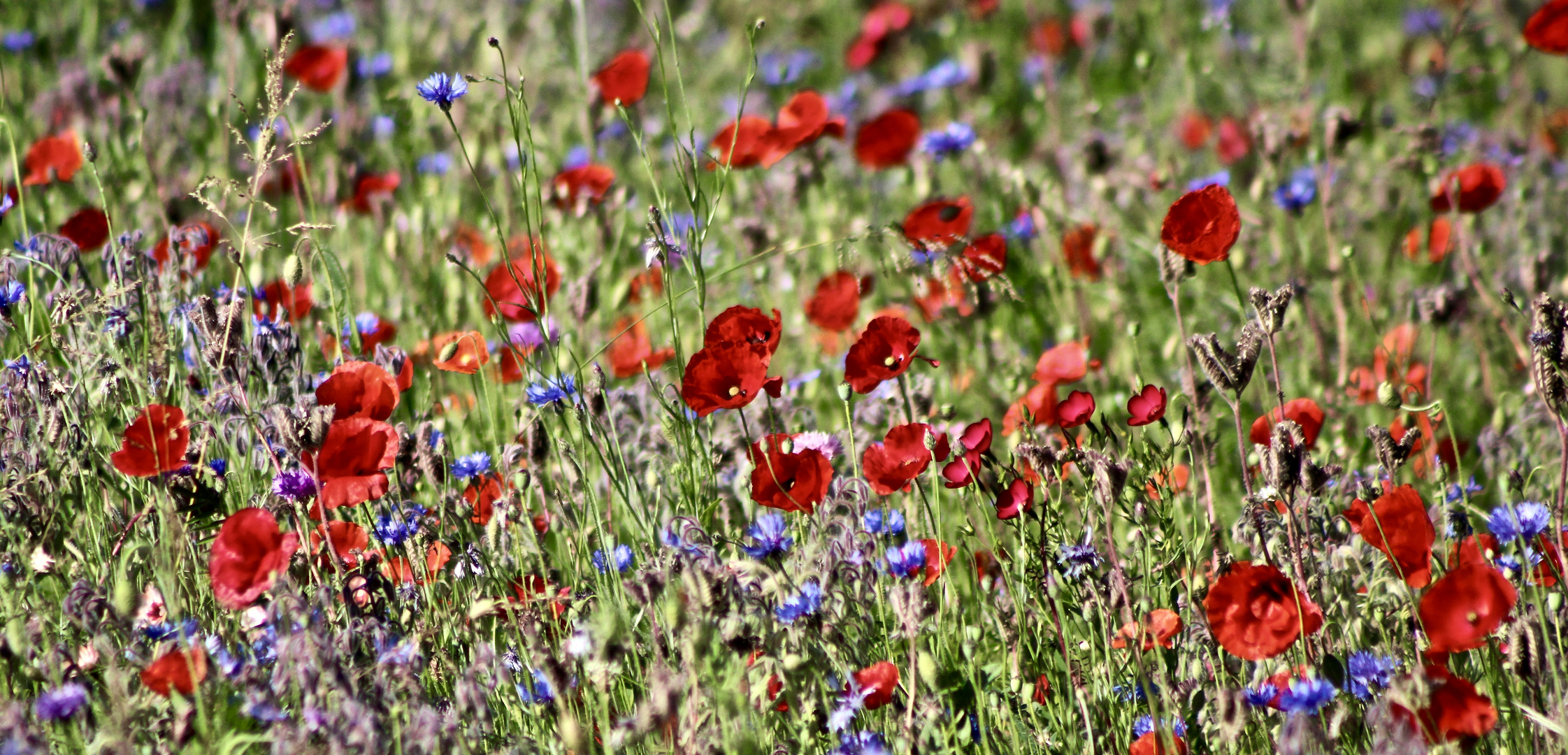 ...un bouquet pour Fête des mères !!!...