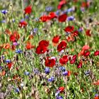 ...un bouquet pour Fête des mères !!!...