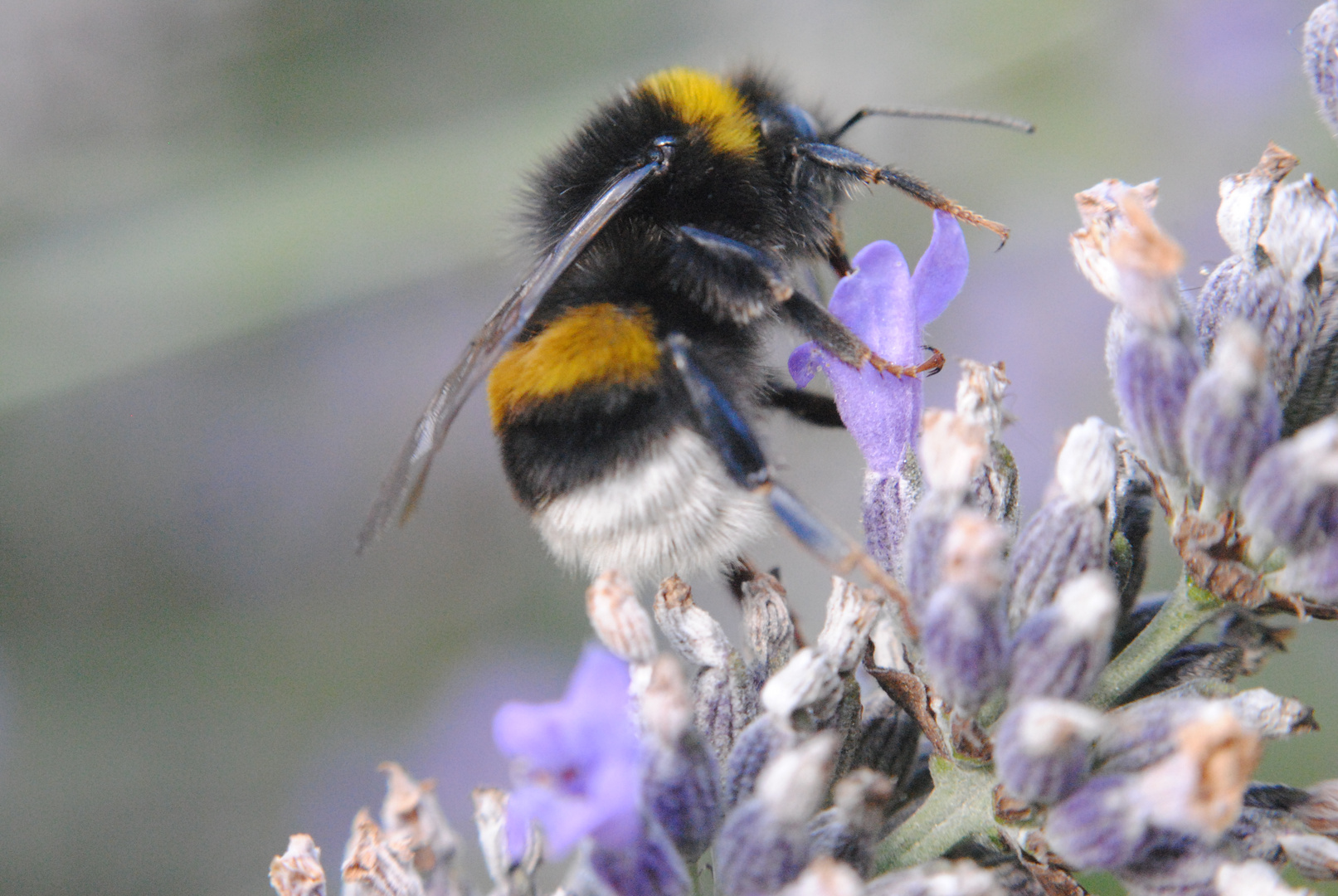 un bourdon Foto & Bild animaux, nature Bilder auf