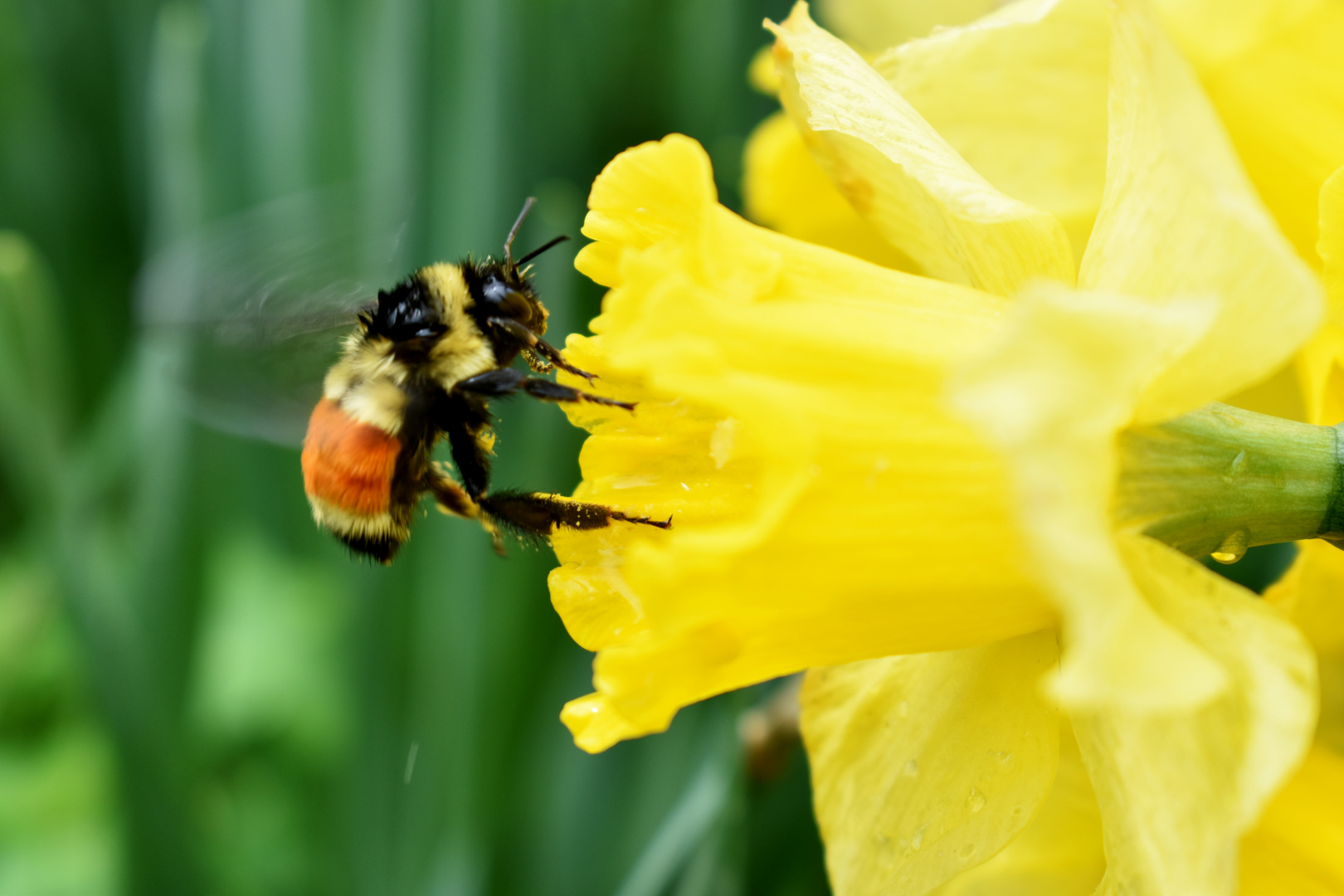 Un bourdon au jardin