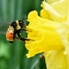 Un bourdon au jardin