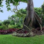 un bout de jardin majestueux pour un bon WE à tous