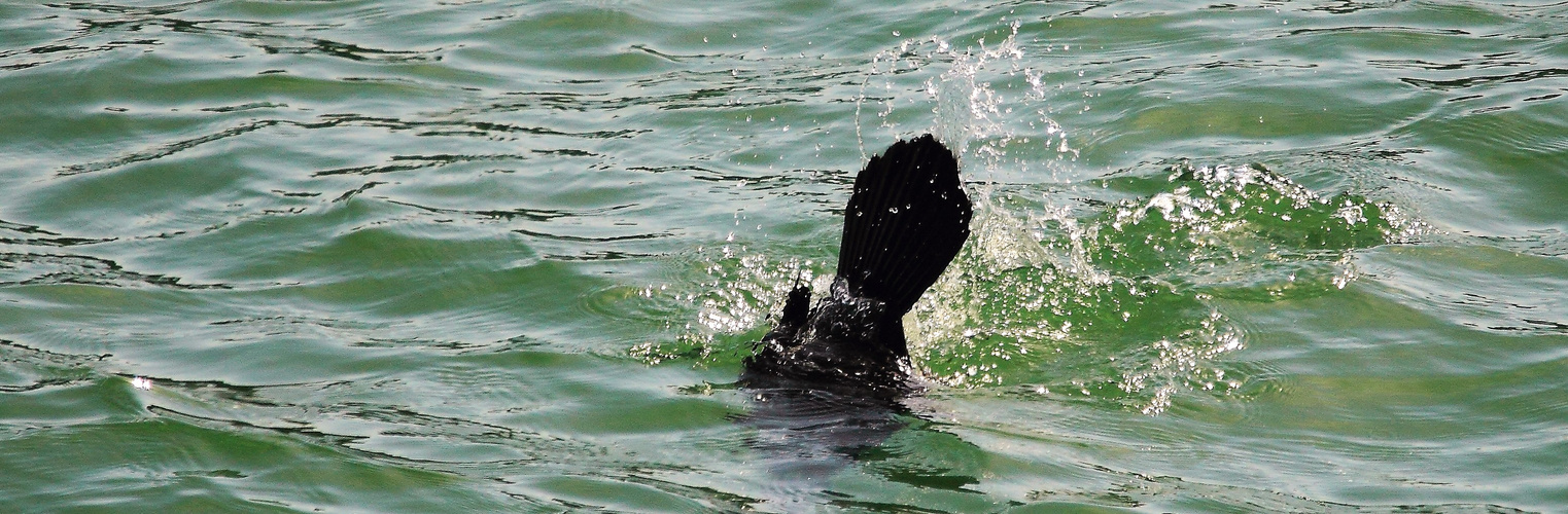 UN BOUT DU CORMORAN 