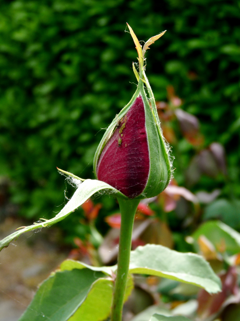 un bouton de rose