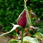 un bouton de rose