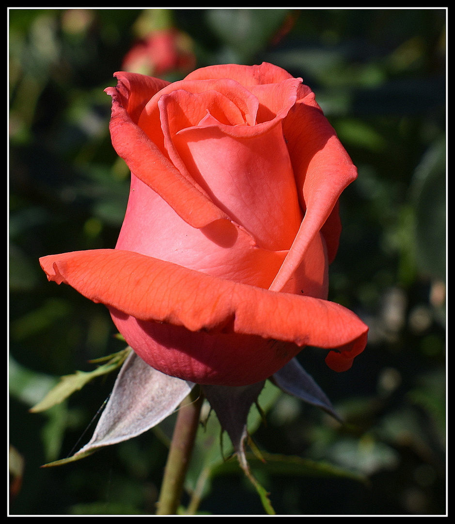 un bouton de rose