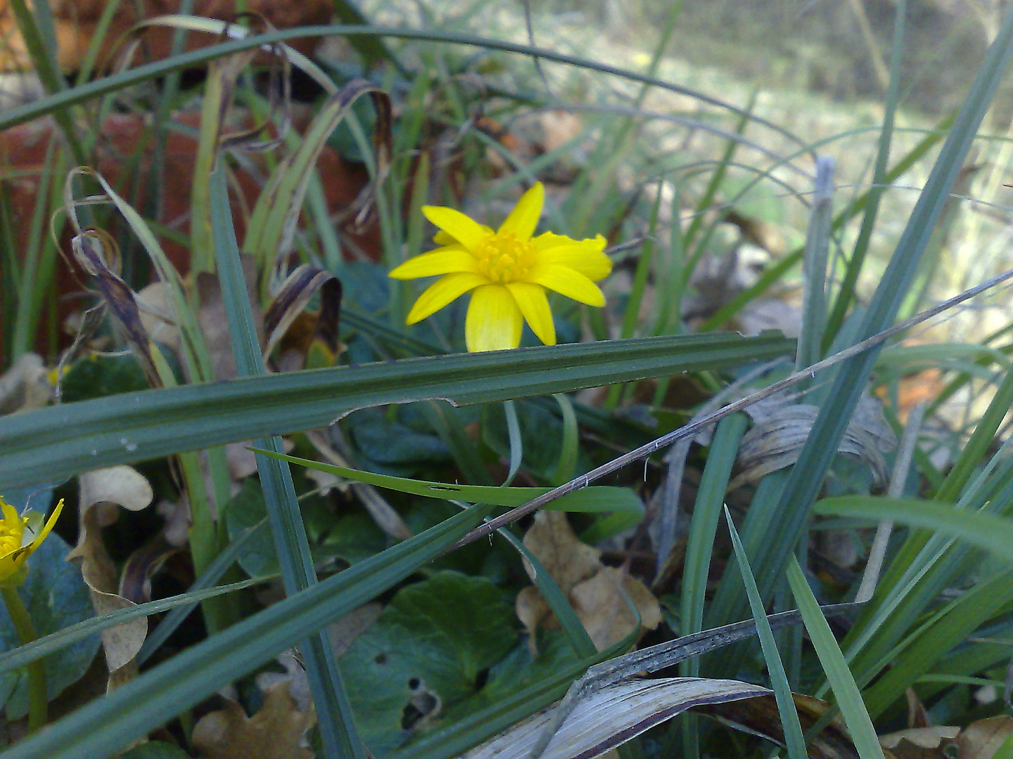 Un bouton de soleil