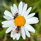 Un  Brachycères et un Cerambycidae