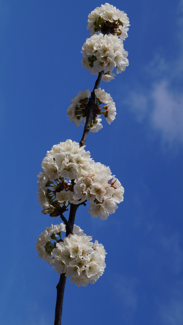 un branche de cerisier face au nuage