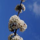 un branche de cerisier face au nuage