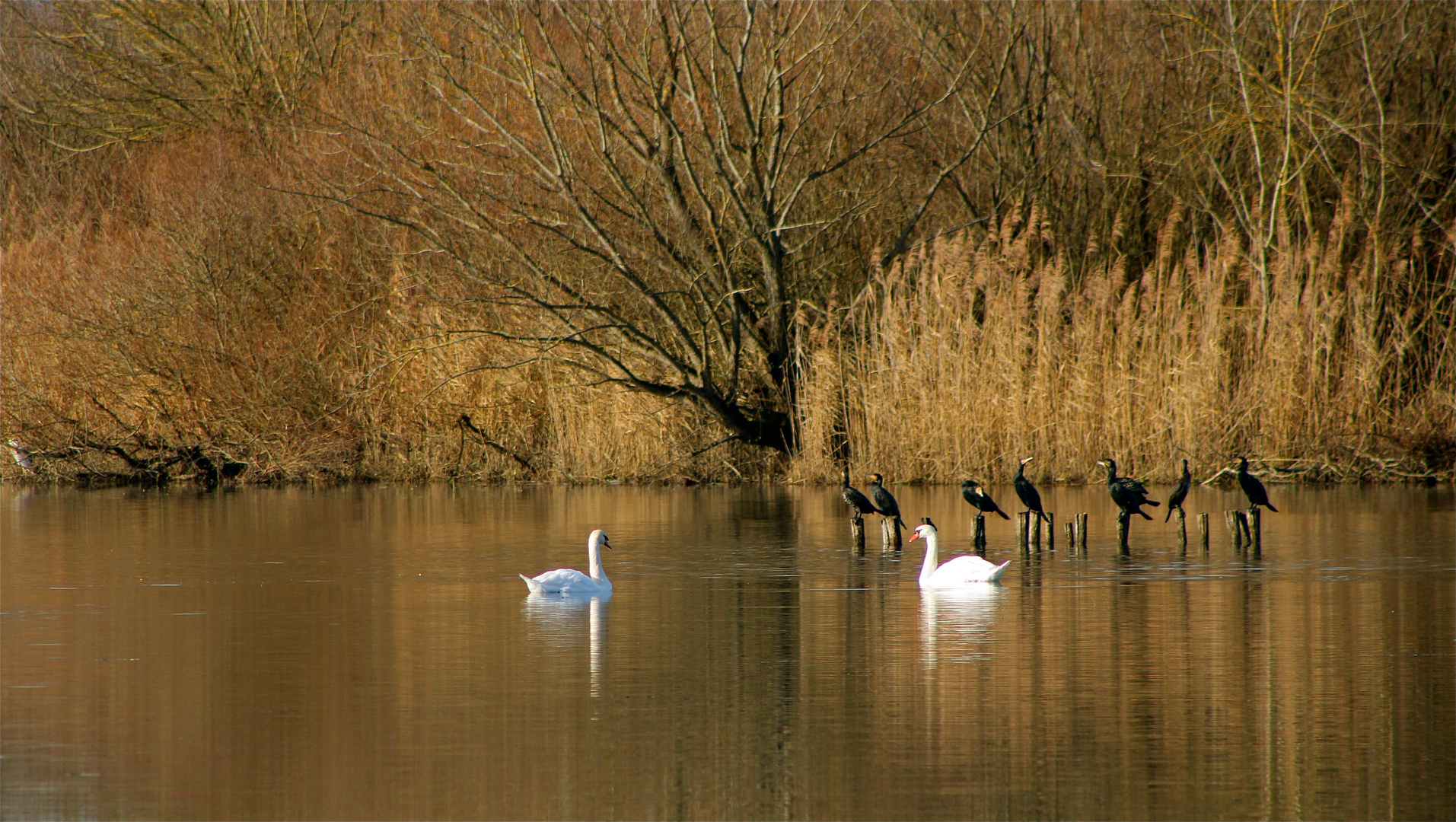 ...un branche de Doubs !!!...