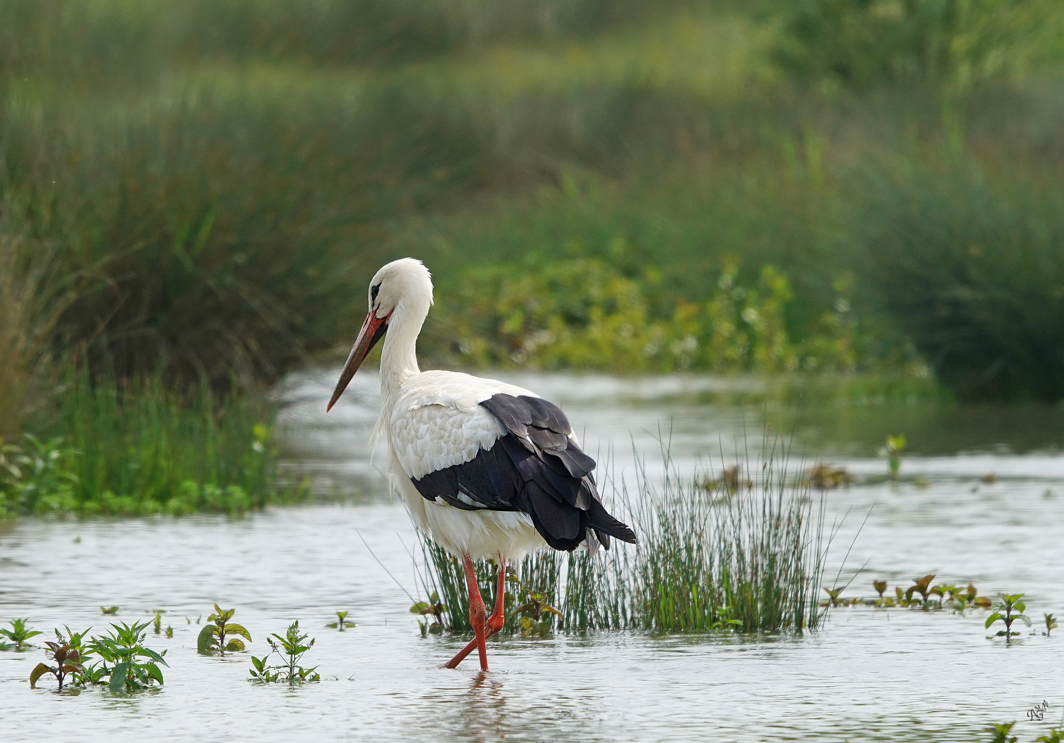 Un bref passage de dame cigogne...