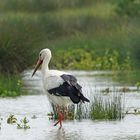 Un bref passage de dame cigogne...