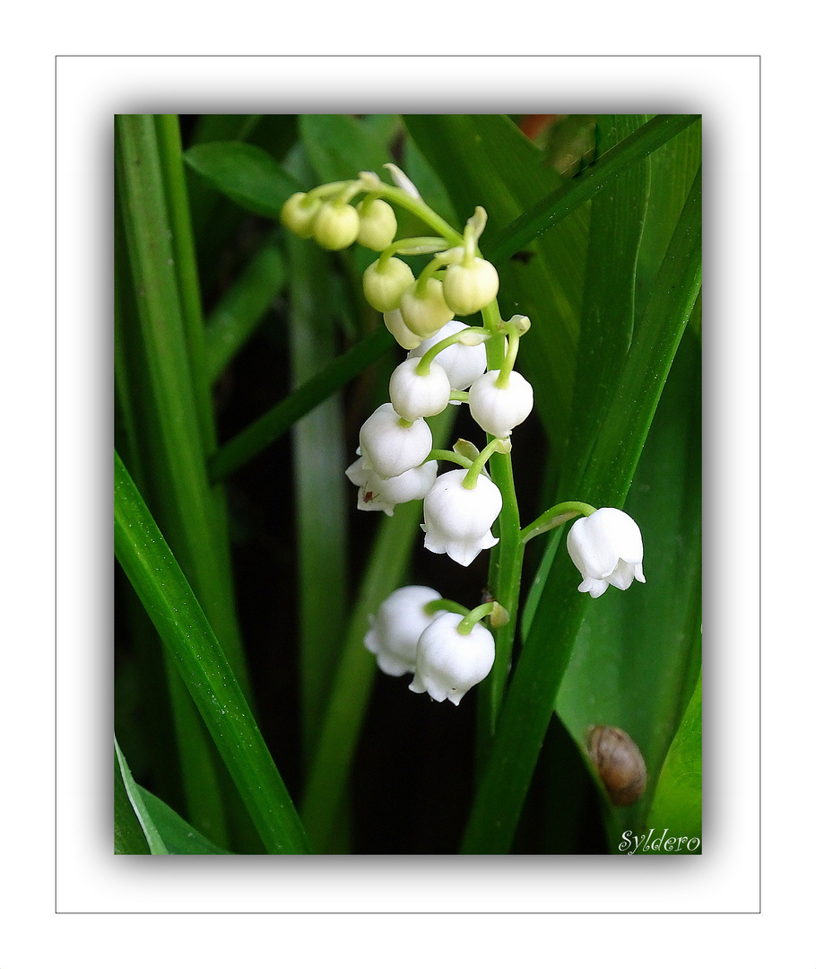 Un brin de muguet de mon jardin 