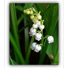 Un brin de muguet de mon jardin 