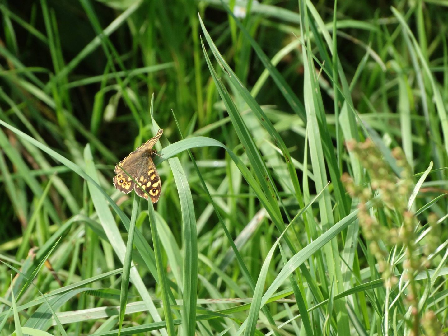 Un brin de nature photo et image | nature Images fotocommunity