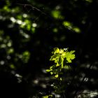 un brin de soleil sur un brin d'arbre