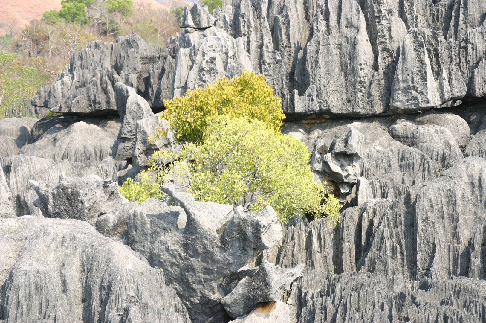 un brin de verdure en milieux rocailleux