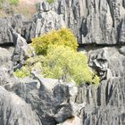 un brin de verdure en milieux rocailleux