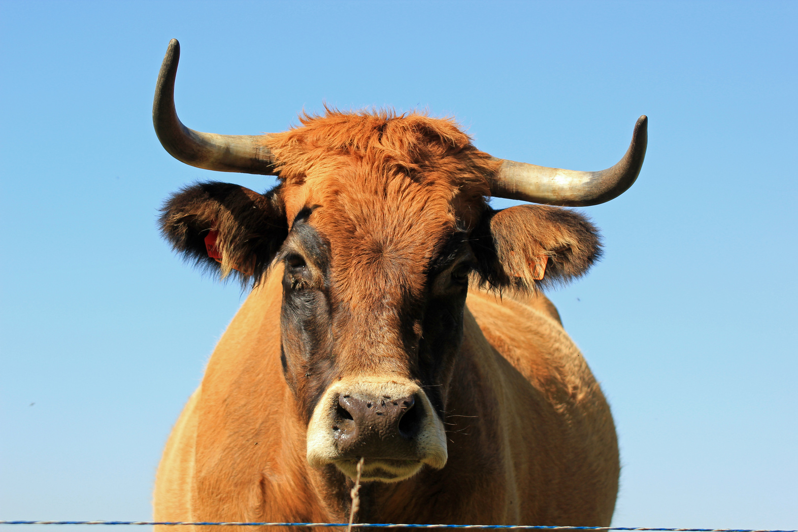 Un brin,et c'est les vaches maigres